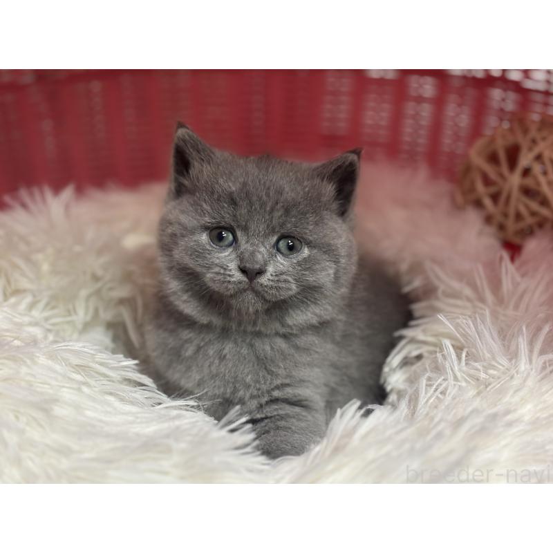 販売中の神奈川県のブリティッシュショートヘア-140152の5枚目