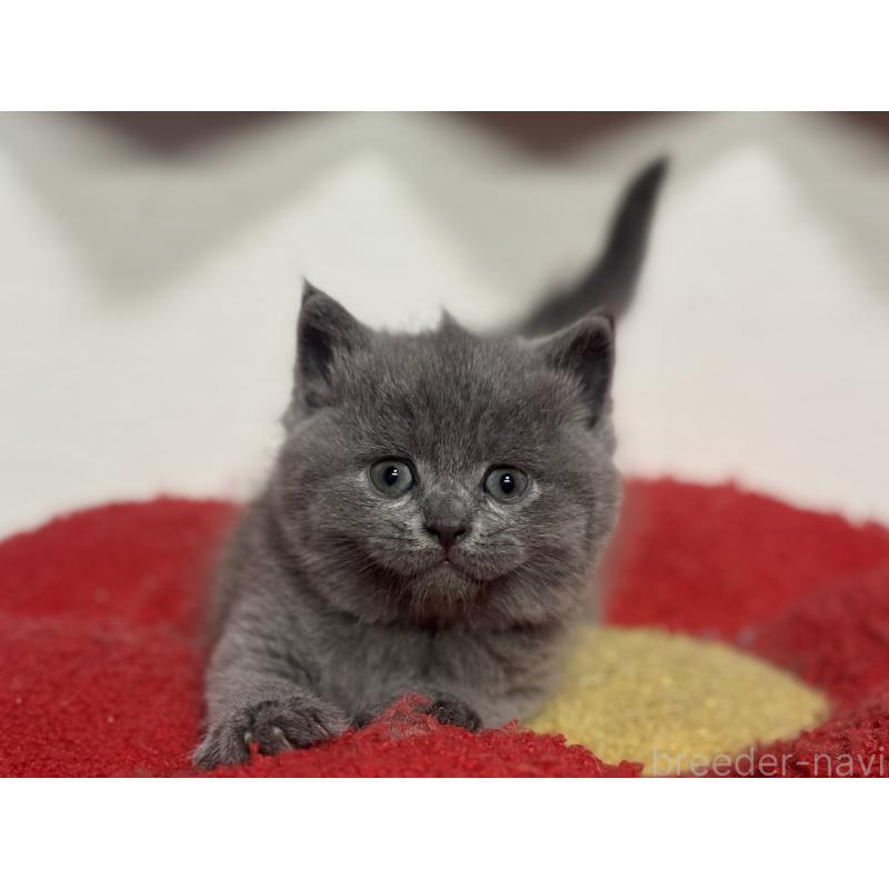 販売中の神奈川県のブリティッシュショートヘア-140152の4枚目