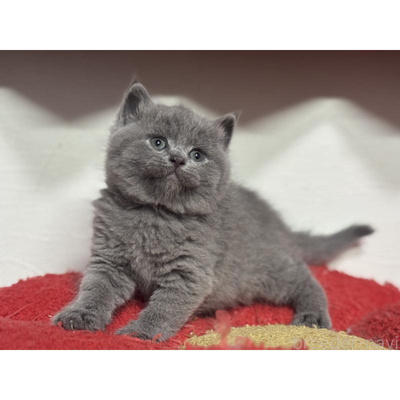 販売中の神奈川県のブリティッシュショートヘア-140152の2枚目