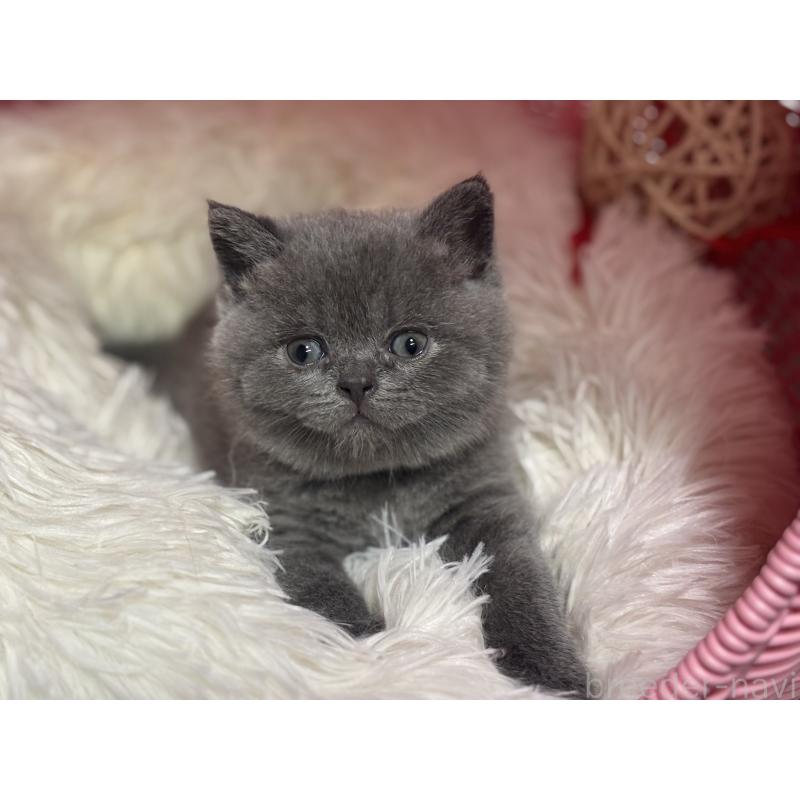 販売中の神奈川県のブリティッシュショートヘア-140153の11枚目