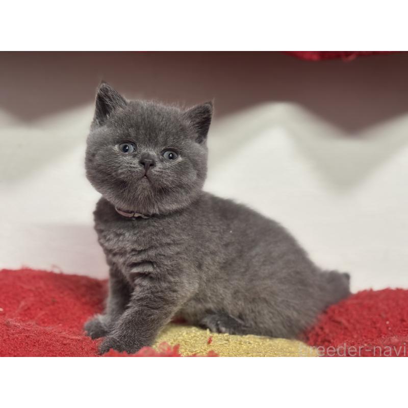 販売中の神奈川県のブリティッシュショートヘア-140153の10枚目