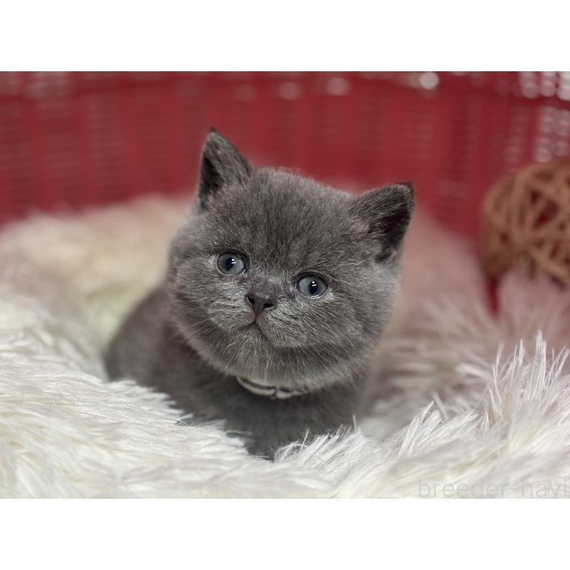 販売中の神奈川県のブリティッシュショートヘア-140153の9枚目