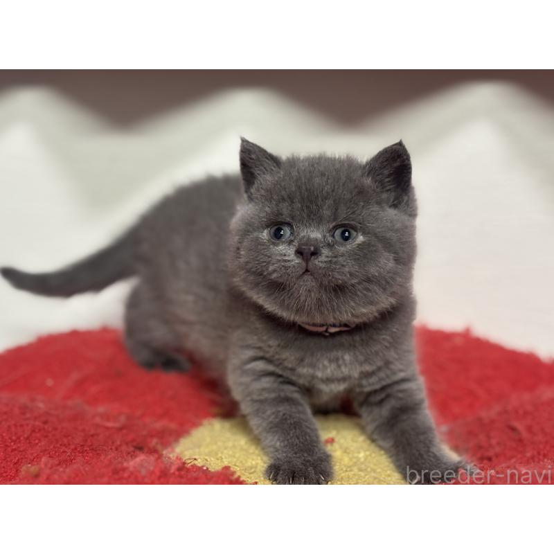 販売中の神奈川県のブリティッシュショートヘア-140153の8枚目