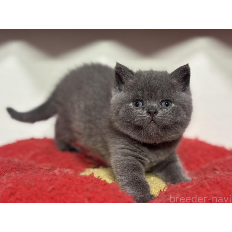 販売中の神奈川県のブリティッシュショートヘア-140153の7枚目