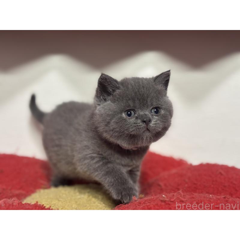 販売中の神奈川県のブリティッシュショートヘア-140153の6枚目