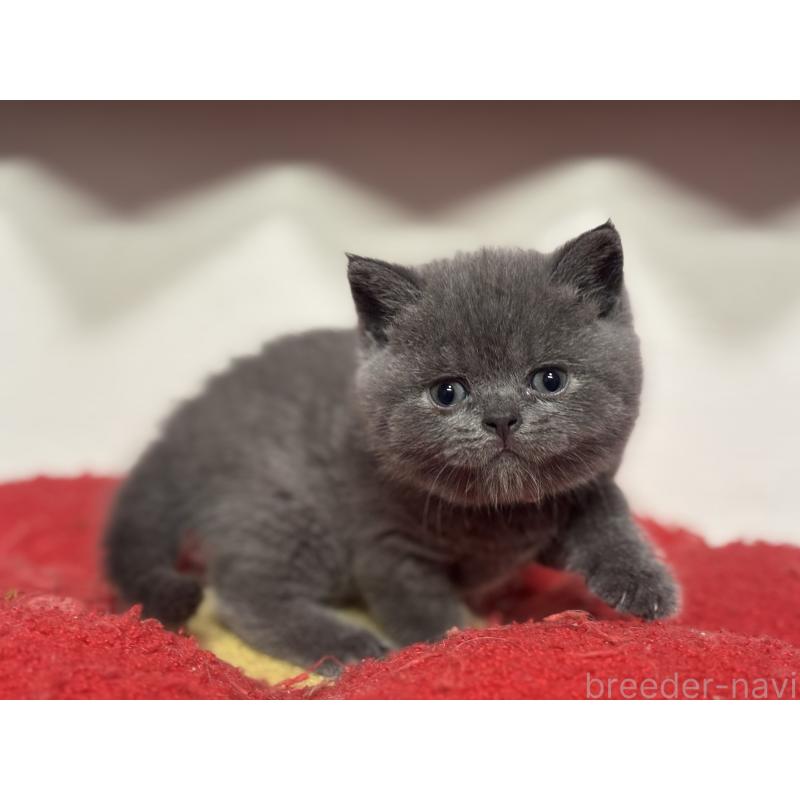 販売中の神奈川県のブリティッシュショートヘア-140153の5枚目