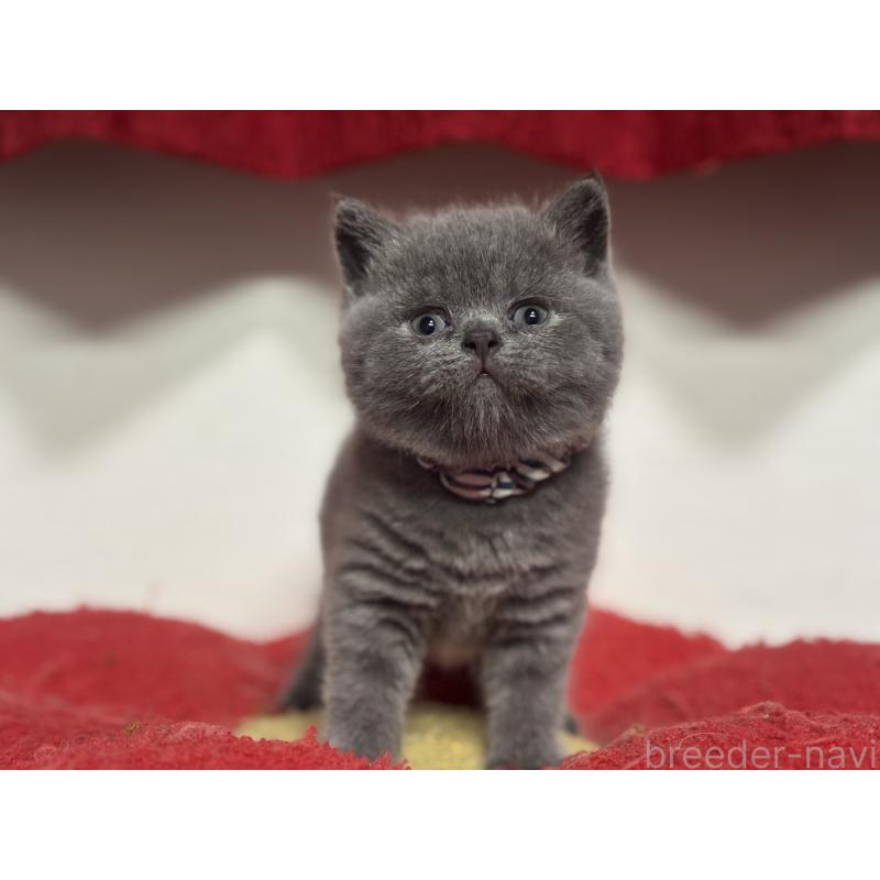 販売中の神奈川県のブリティッシュショートヘア-140153の4枚目