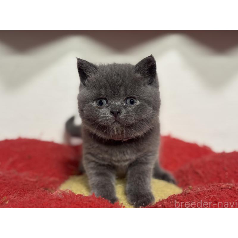 販売中の神奈川県のブリティッシュショートヘア-140153の3枚目