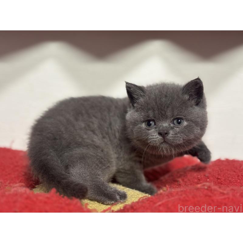 販売中の神奈川県のブリティッシュショートヘア-140153の2枚目