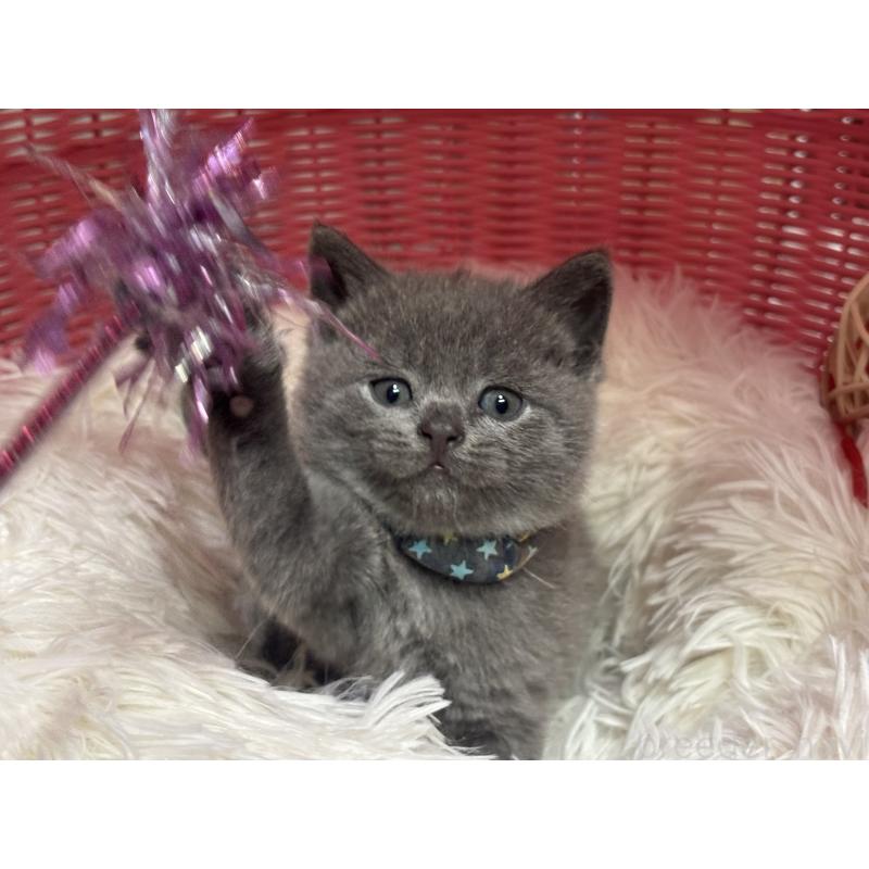 販売中の神奈川県のブリティッシュショートヘア-140154の12枚目