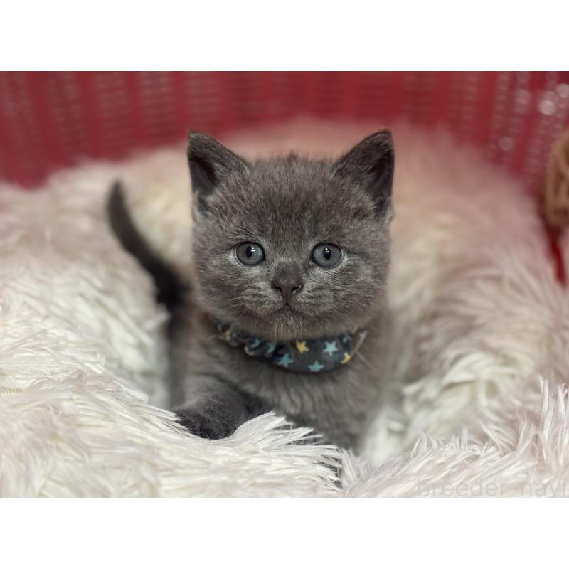 販売中の神奈川県のブリティッシュショートヘア-140154の11枚目