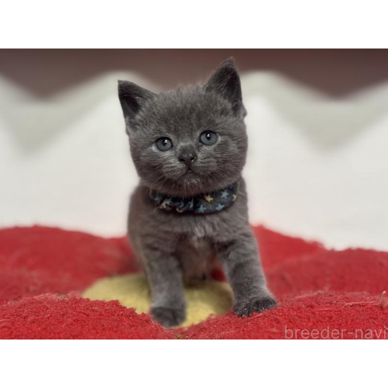 販売中の神奈川県のブリティッシュショートヘア-140154の10枚目