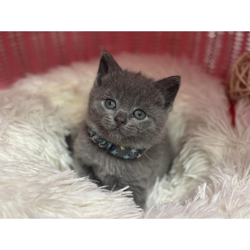 販売中の神奈川県のブリティッシュショートヘア-140154の9枚目