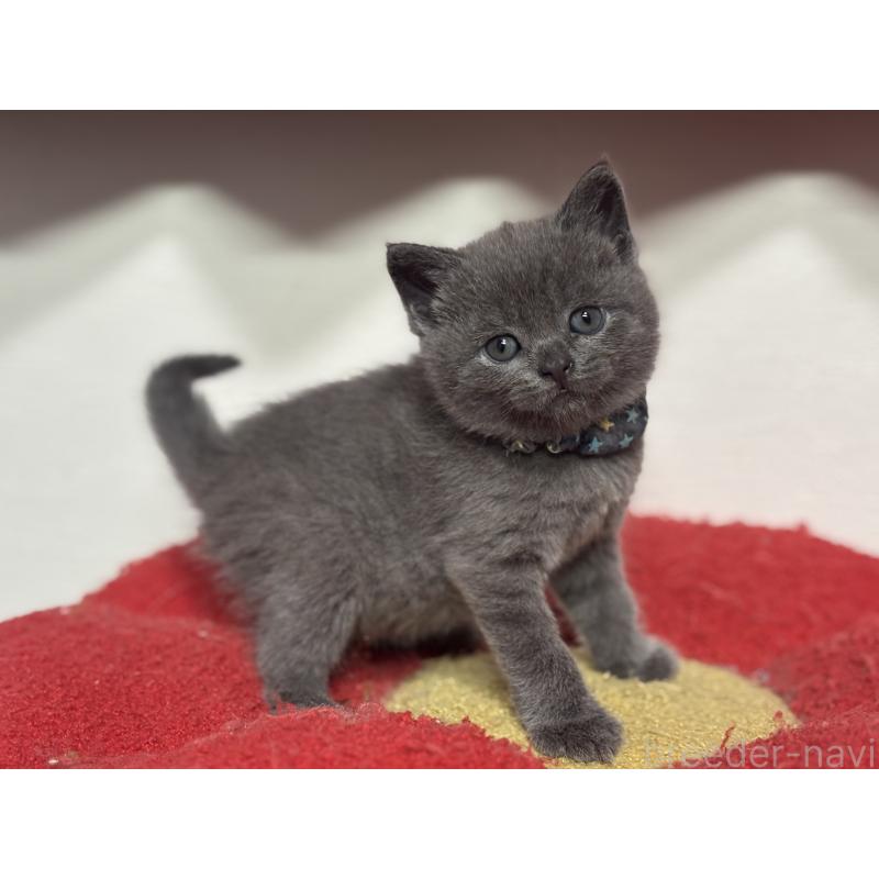 販売中の神奈川県のブリティッシュショートヘア-140154の8枚目