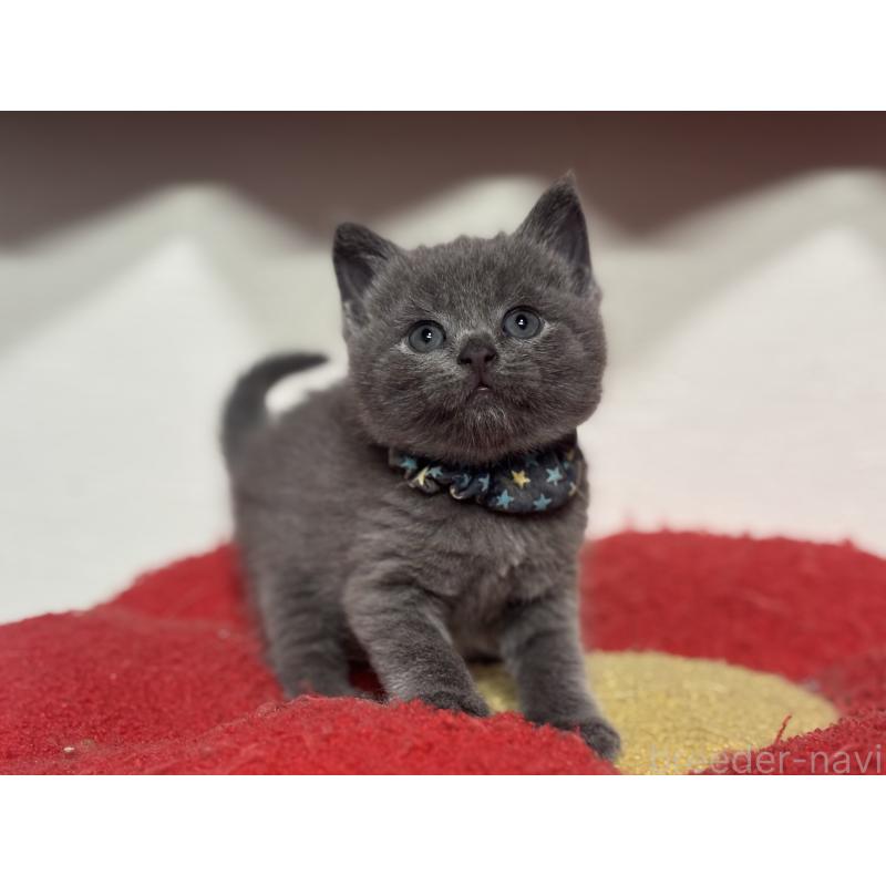 販売中の神奈川県のブリティッシュショートヘア-140154の7枚目