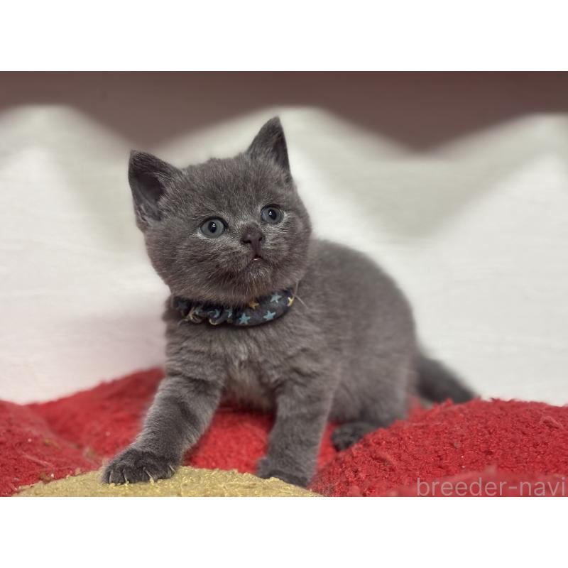 販売中の神奈川県のブリティッシュショートヘア-140154の6枚目