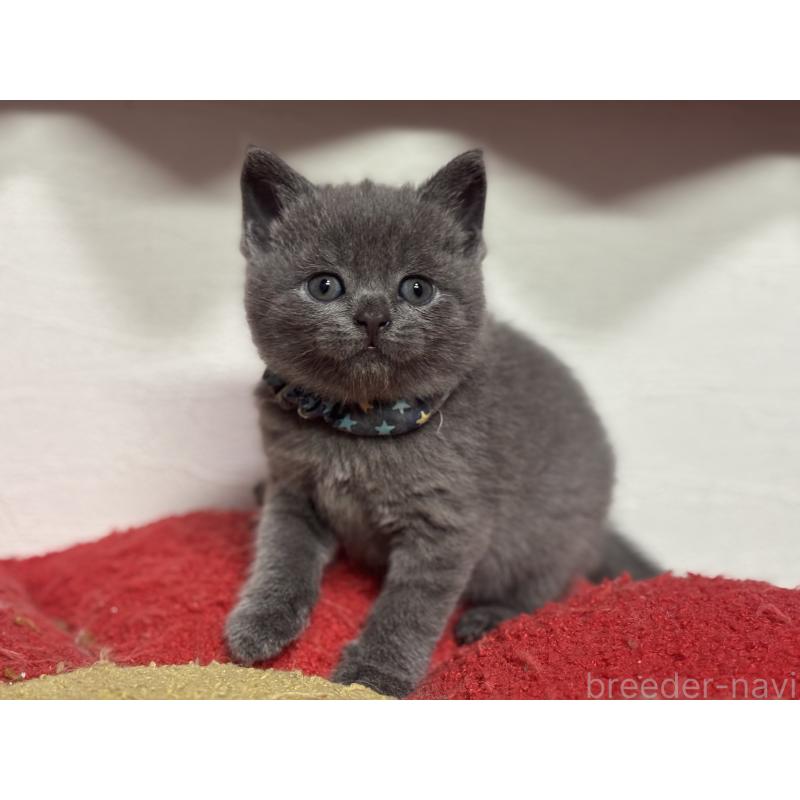 販売中の神奈川県のブリティッシュショートヘア-140154の5枚目