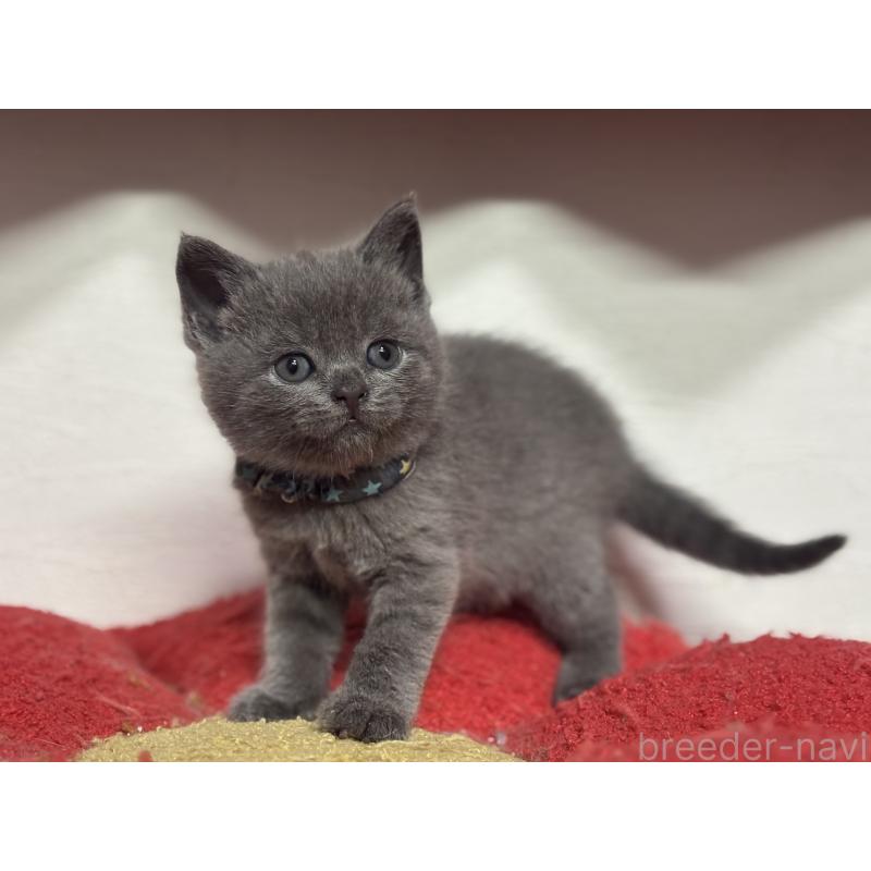 販売中の神奈川県のブリティッシュショートヘア-140154の4枚目