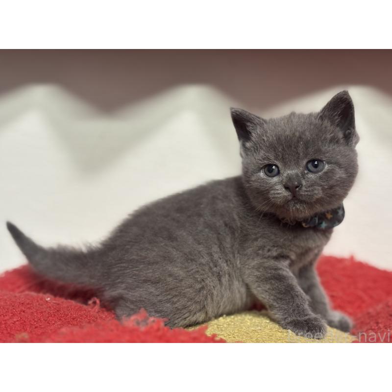 販売中の神奈川県のブリティッシュショートヘア-140154の3枚目