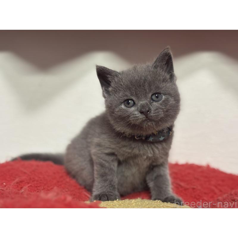 販売中の神奈川県のブリティッシュショートヘア-140154の2枚目