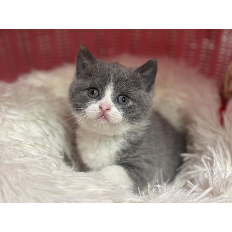 販売中の神奈川県のブリティッシュショートヘア-140155の15枚目