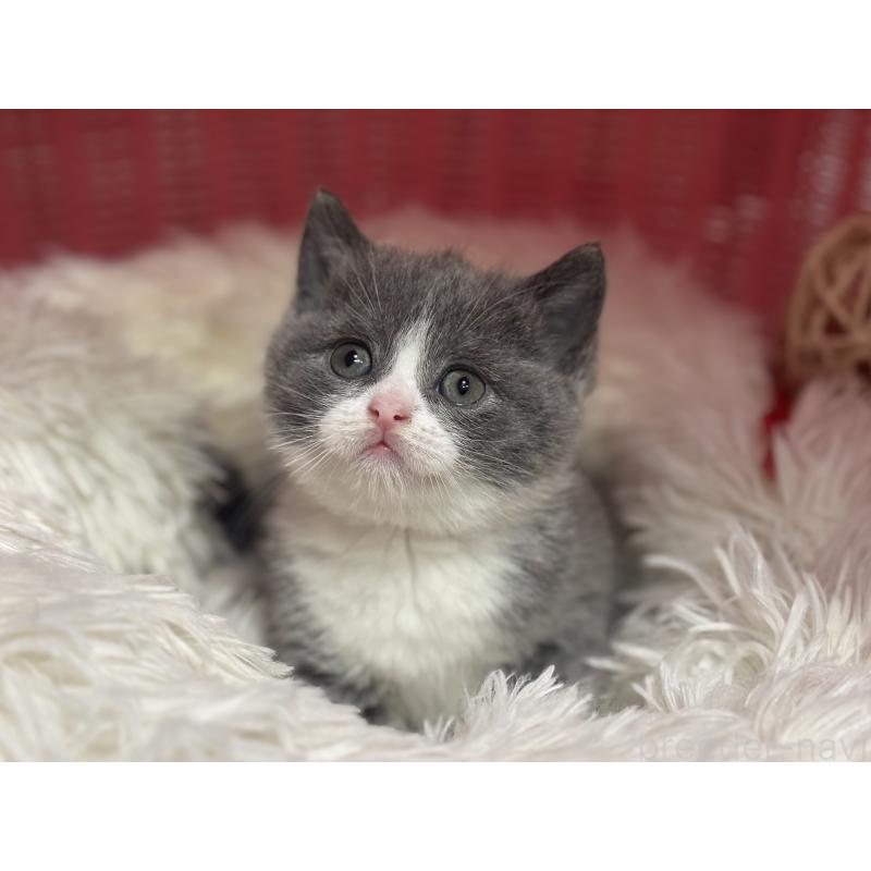 販売中の神奈川県のブリティッシュショートヘア-140155の14枚目