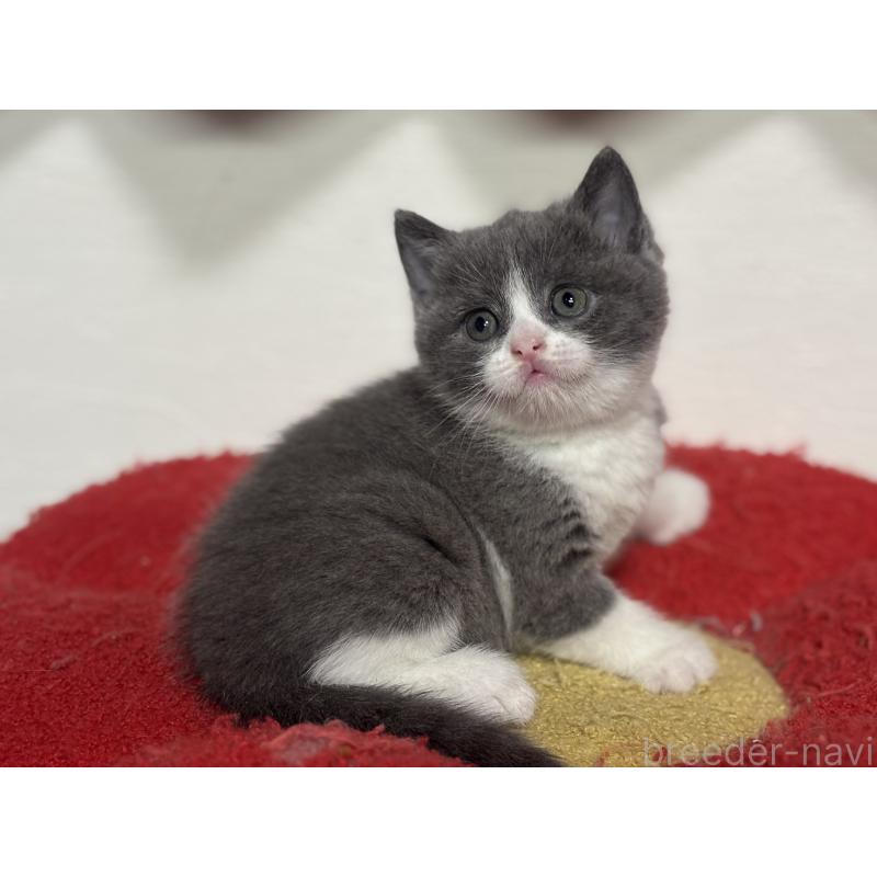 販売中の神奈川県のブリティッシュショートヘア-140155の13枚目