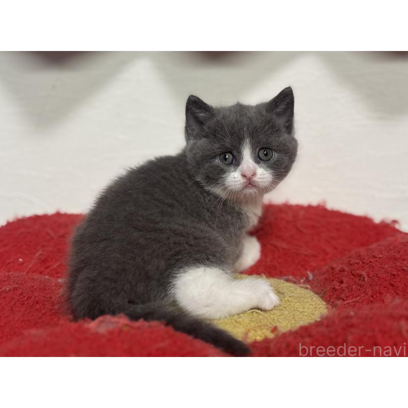 販売中の神奈川県のブリティッシュショートヘア-140155の12枚目