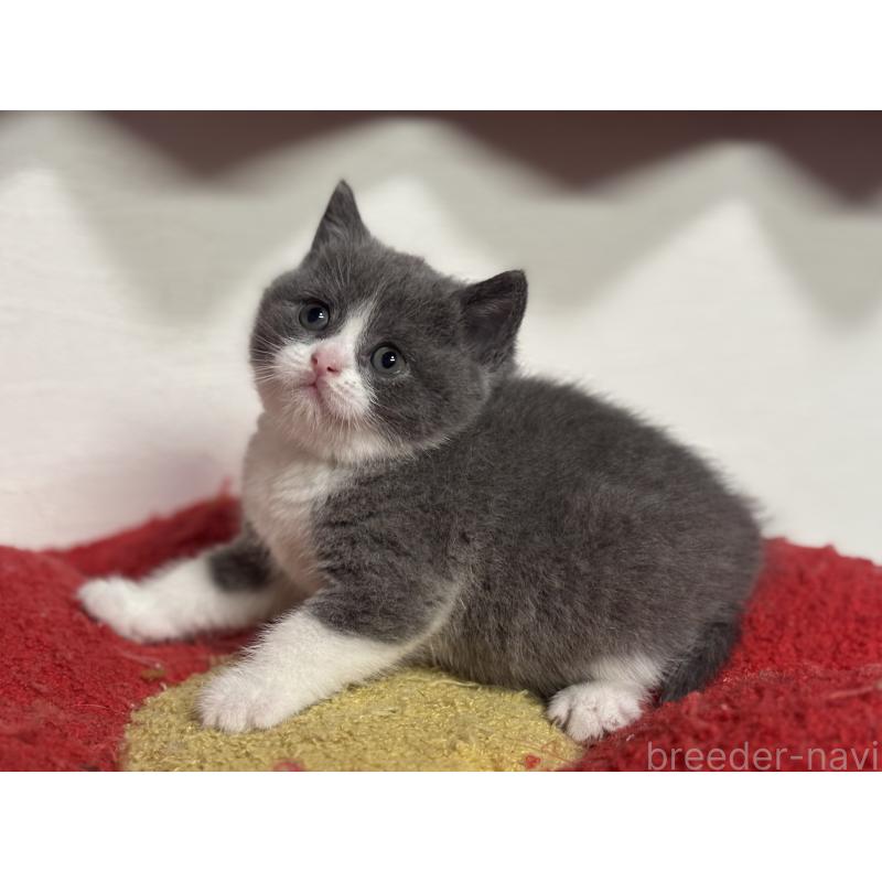 販売中の神奈川県のブリティッシュショートヘア-140155の11枚目