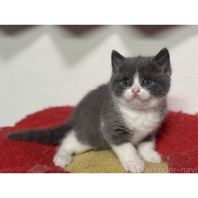 販売中の神奈川県のブリティッシュショートヘア-140155の10枚目