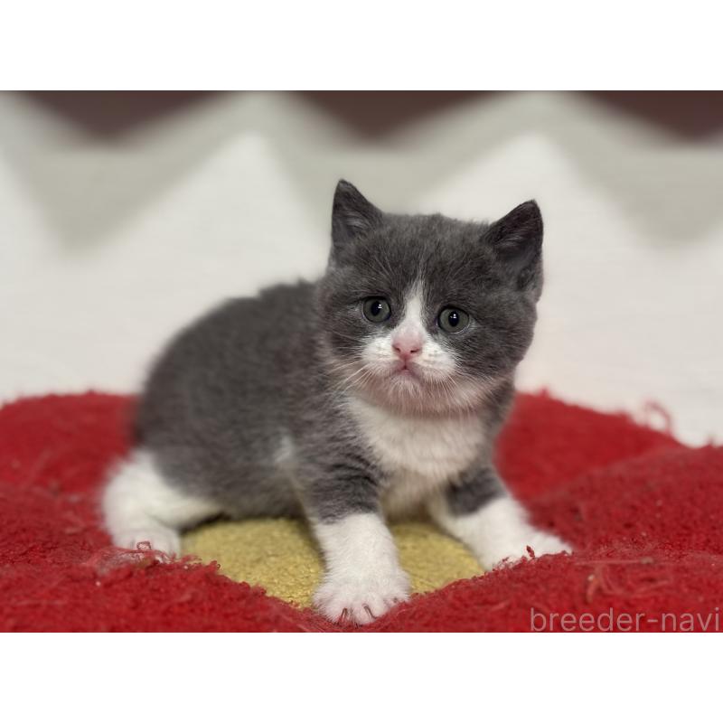 販売中の神奈川県のブリティッシュショートヘア-140155の9枚目