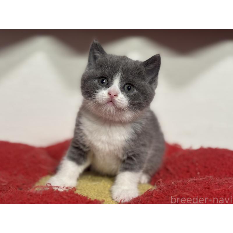 販売中の神奈川県のブリティッシュショートヘア-140155の8枚目