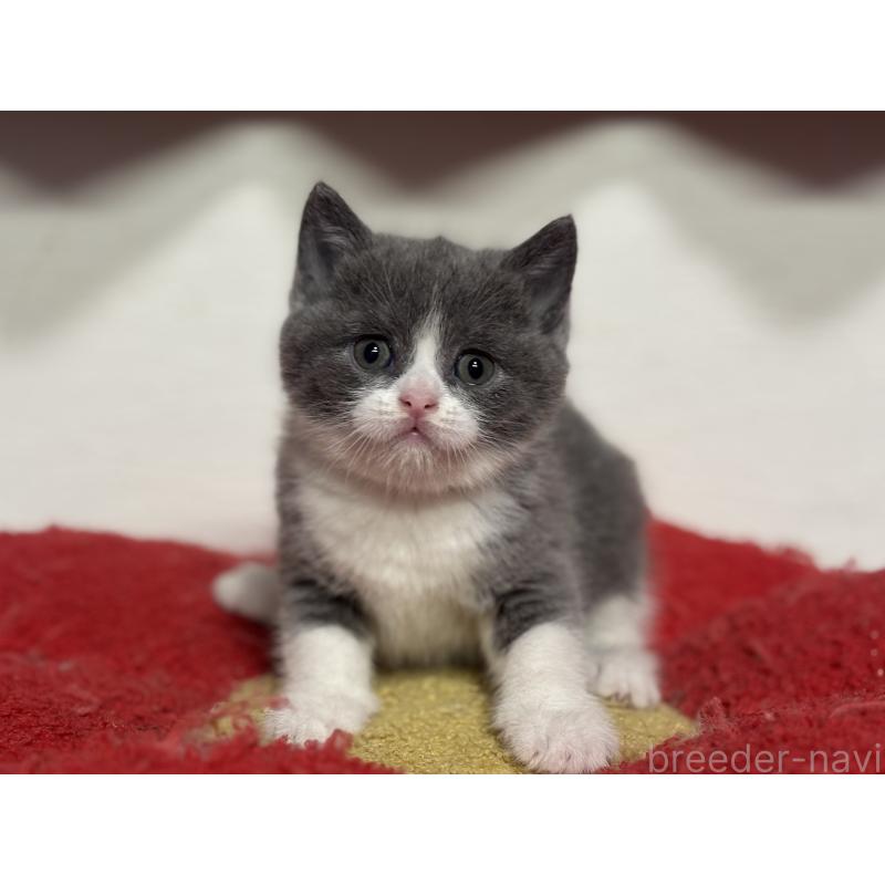 販売中の神奈川県のブリティッシュショートヘア-140155の7枚目