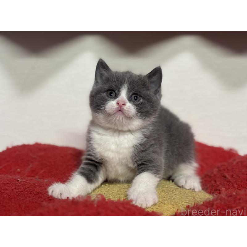 販売中の神奈川県のブリティッシュショートヘア-140155の6枚目