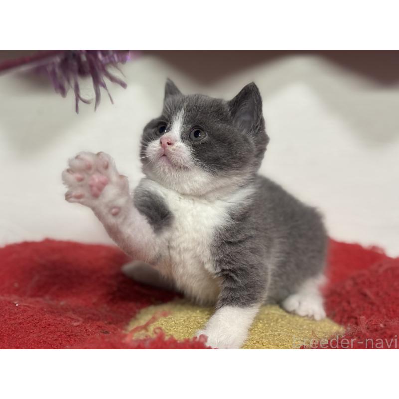 販売中の神奈川県のブリティッシュショートヘア-140155の5枚目