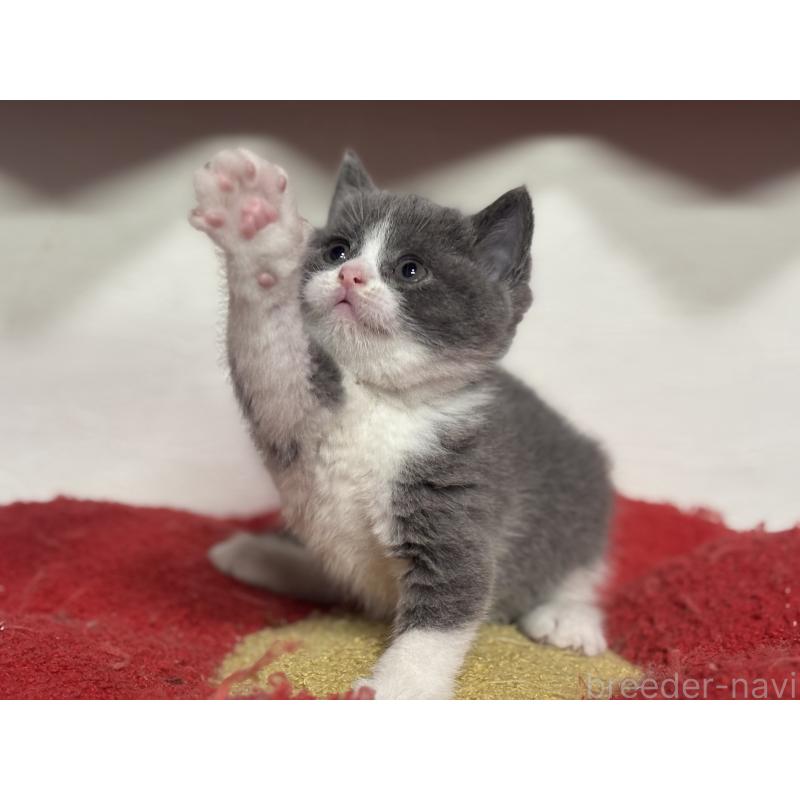 販売中の神奈川県のブリティッシュショートヘア-140155の4枚目