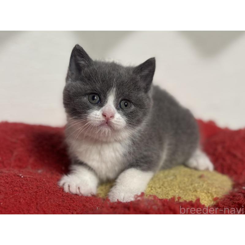 販売中の神奈川県のブリティッシュショートヘア-140155の3枚目