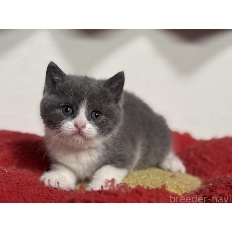 販売中の神奈川県のブリティッシュショートヘア-140155の2枚目