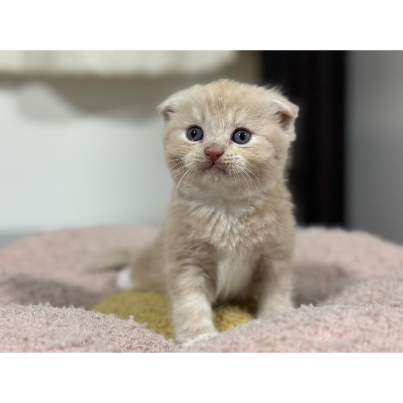 販売中の神奈川県のスコティッシュフォールド(折れ耳)-140156の10枚目