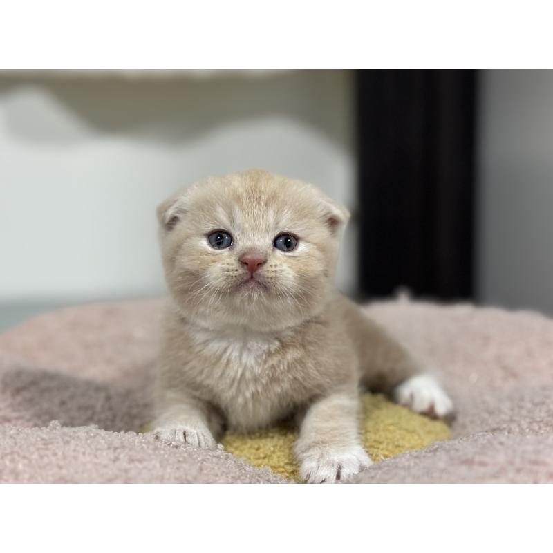 販売中の神奈川県のスコティッシュフォールド(折れ耳)-140156の9枚目