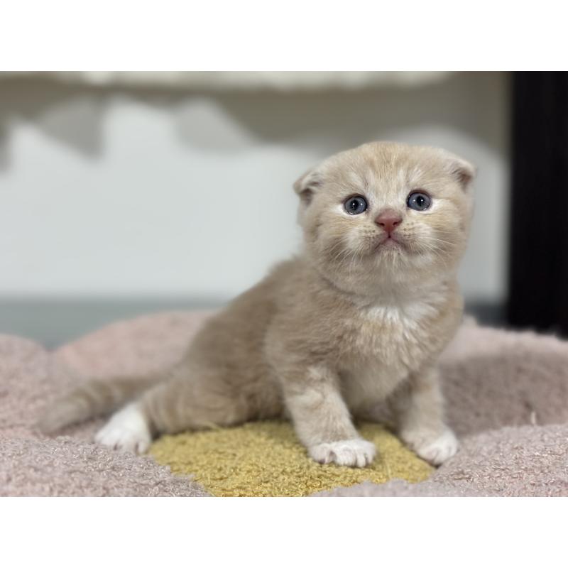 販売中の神奈川県のスコティッシュフォールド(折れ耳)-140156の8枚目