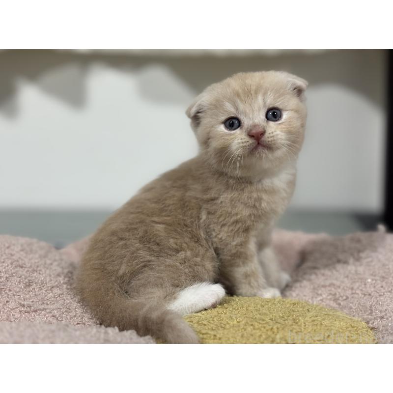 販売中の神奈川県のスコティッシュフォールド(折れ耳)-140156の7枚目