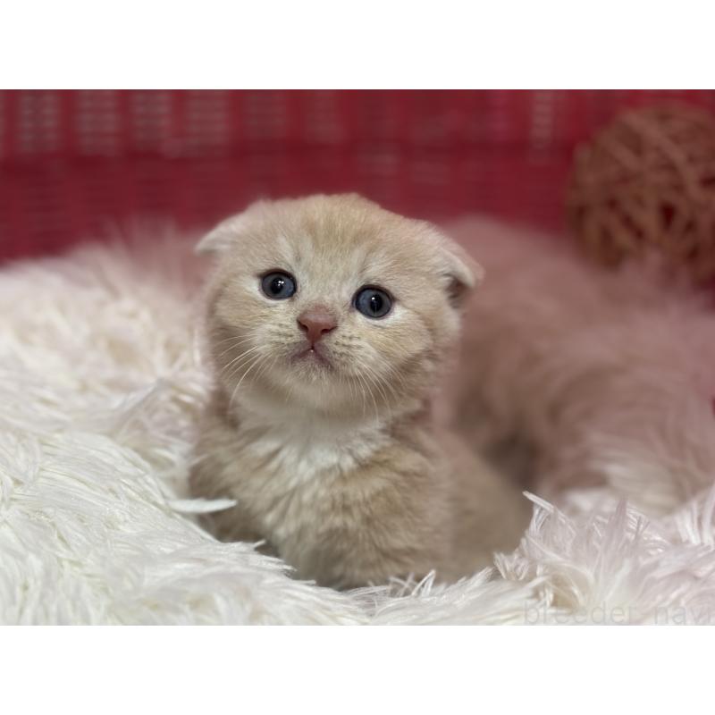 販売中の神奈川県のスコティッシュフォールド(折れ耳)-140156の6枚目