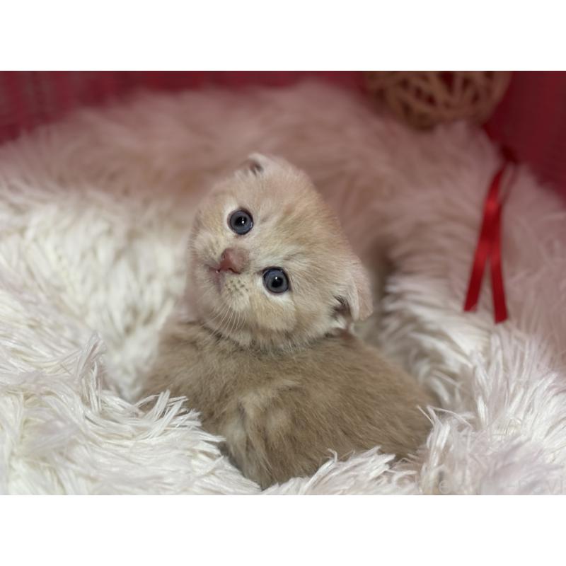 販売中の神奈川県のスコティッシュフォールド(折れ耳)-140156の5枚目