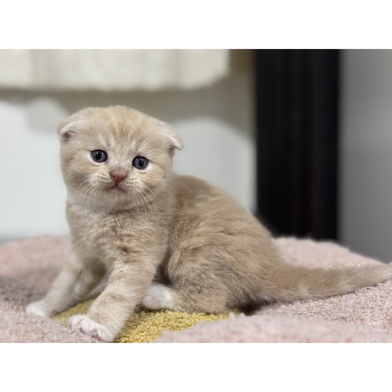 販売中の神奈川県のスコティッシュフォールド(折れ耳)-140156の4枚目