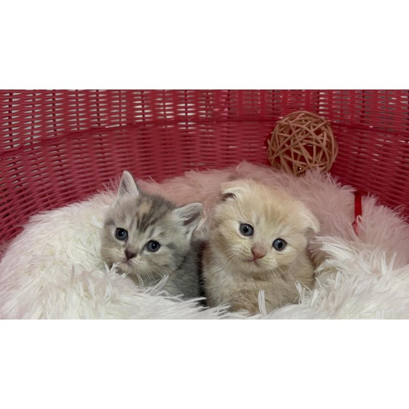 販売中の神奈川県のスコティッシュフォールド(折れ耳)-140156の2枚目