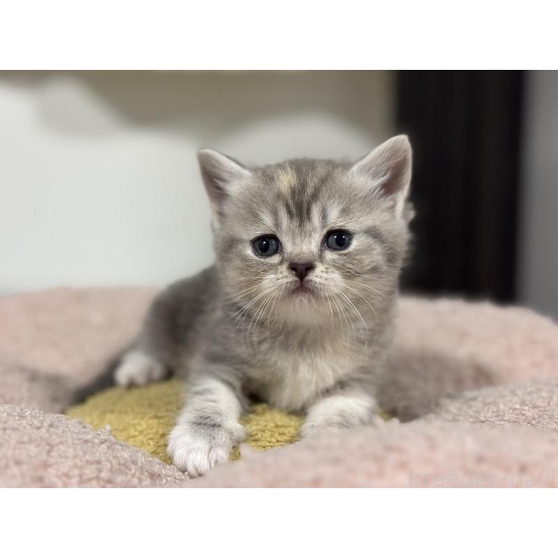 販売中の神奈川県のスコティッシュフォールド-140157の13枚目