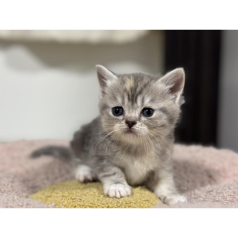 販売中の神奈川県のスコティッシュフォールド-140157の12枚目