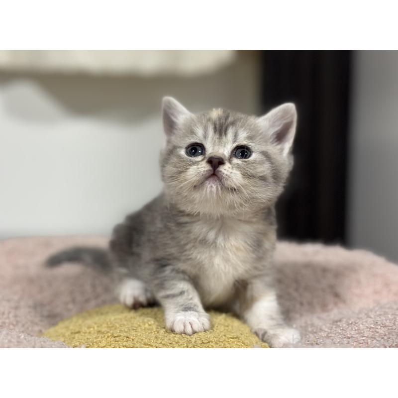 販売中の神奈川県のスコティッシュフォールド-140157の11枚目