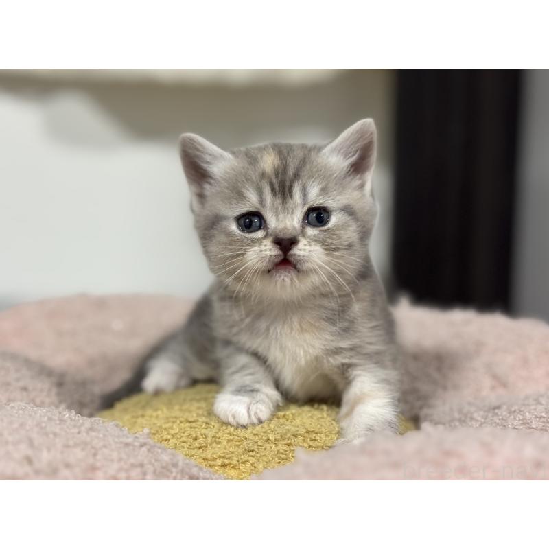 販売中の神奈川県のスコティッシュフォールド-140157の10枚目